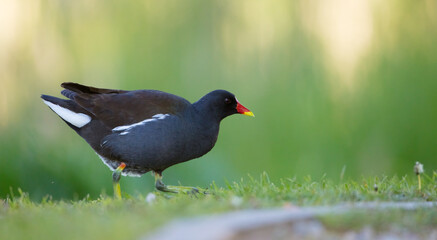 The common moorhen - adult bird in spring