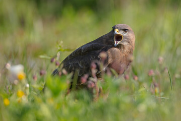 Common Buzzard in spring at a wet forest