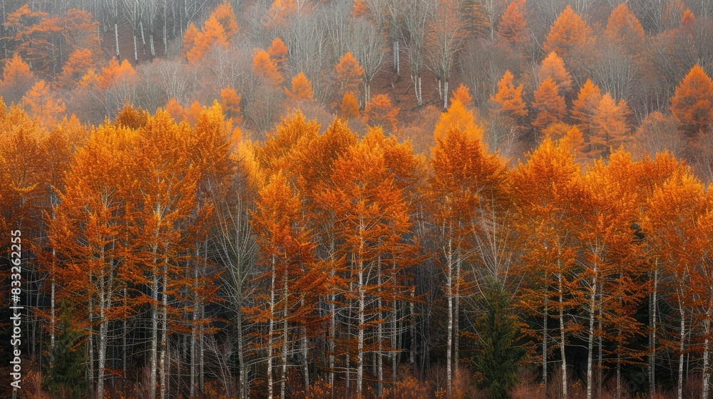Poster a tranquil forest displaying trees in different autumnal phases where most are orange while a few re