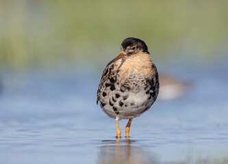 Ruff - male bird at a wetland on the mating season in spring