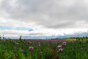 field of flowers and blue sky