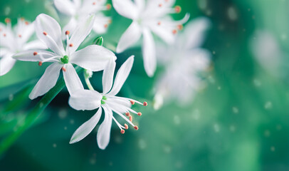 Abstract Background with White Flowers, closeup