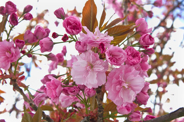 Spring blooming sakura tree. Pink Japanese cherry blossoms close-up on a tree branch