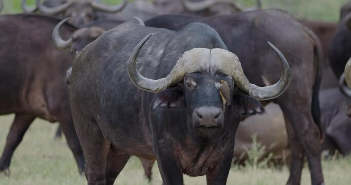 Cape Buffalo looking at camera chewing the cud while Red-billed oxpecker removes parisites off its face
