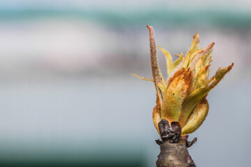 A detailed view of a flower bud growing on a branch of a tree