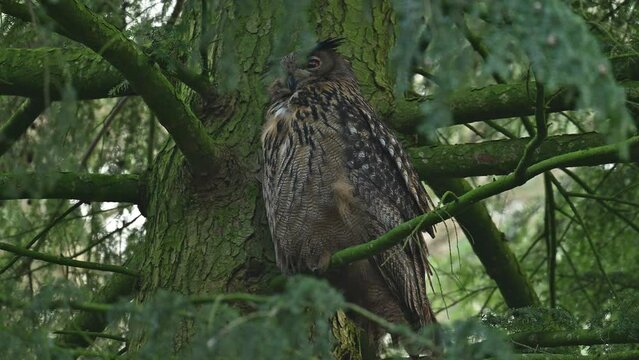 Eurasian eagle-owl (Bubo bubo) sitting high up in a tree in a forest during winter. The bird of prey is resting and looking around in the woodland in Overijssel Netherlands.