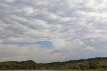 flock of flamingos in flight