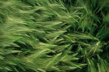 Raw product. Close up view of growing green wheat on agricultural field