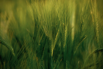 Focused close up view of growing green wheat on agricultural field