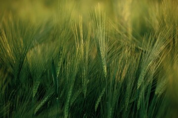 Focused close up view of growing green wheat on agricultural field