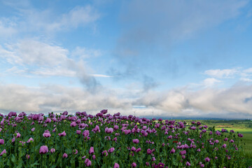 field of pink poppies