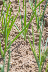 A close up image depicting a plant emerging from the soil