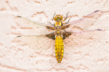 A detailed view of a dragonfly perched on a surface