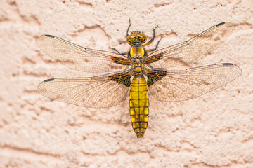 A detailed view of a dragonfly perched on a surface
