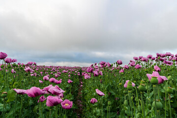 Obraz premium field of purple poppies