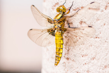 Close up of a dragonflys face and wings with keywords