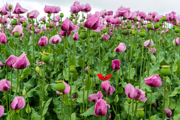 field of poppies with one red wild poppy