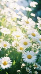 Fototapeta premium Daisy outdoors blossom flower.