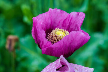 pink poppy blossom