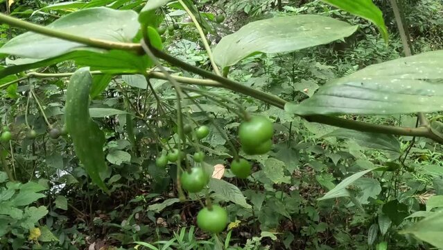 Polygonatum biflorum (smooth Solomon's-seal, great Solomon's-seal, Solomon's seal). Smooth Solomon's-seal has had nearly a dozen uses in herbal medicine