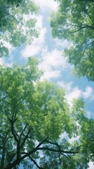 Obraz premium Summer sky tree landscape sunlight.