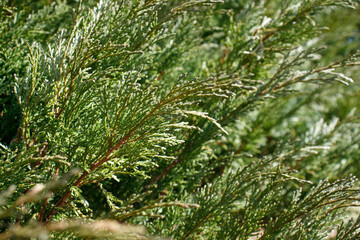 Green branches of juniper. Nature background, green background