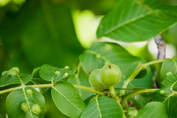 a walnut branch with green nuts and diseased leaves