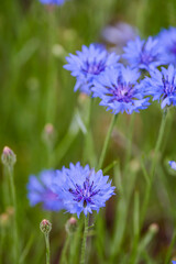 a wild flower in the spring forest