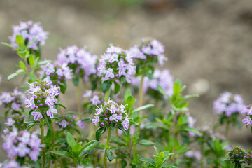 Shoots of  winter savory (Satureja montana) use as culinary herb. Copy space.
