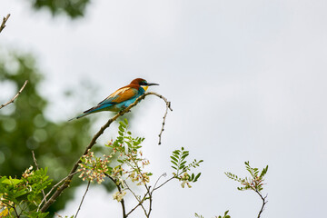 (Merops apiaster) on the branch of an acacia.
