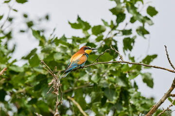 (Merops apiaster) on the branch of an acacia.