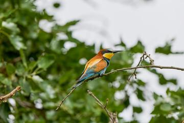 (Merops apiaster) on the branch of an acacia.