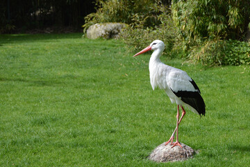 Stork on a stone