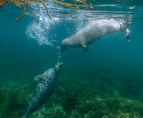 Fight of the seal in the sea
