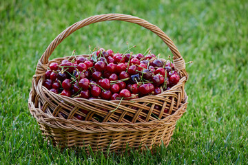 a wicker basket full of cherries on the grass.