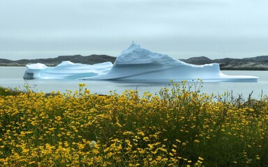   icebergs and yellow arctic poppies in summer in  the remote  village of nanortalik  in southern greenland   © Nina