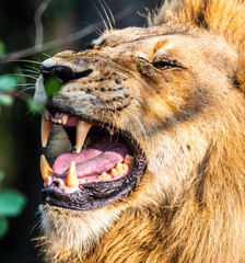 Adult lion roaring with mouth wide open and teeth bared