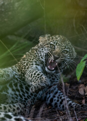 Close-up of a Jaguar with its mouth open