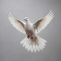 Obraz premium a white dove with a red legs in a white background