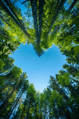 Fototapeta premium Love in Nature, Heart-Shaped Tree Canopy
