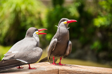 二羽のインカアジサシ 右向き 真っ赤な嘴と黒い羽