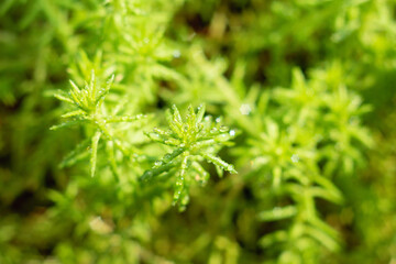 Sedum lineare or stonecrop, succulent, macro photo.