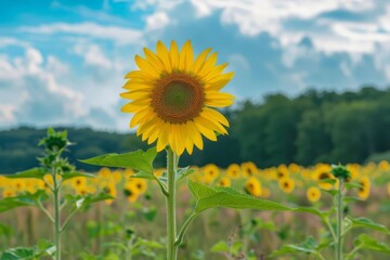 Fototapeta premium Bright yellow sunflower in field