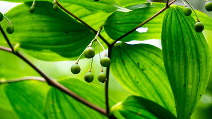 Polygonatum biflorum (smooth Solomon's-seal, great Solomon's-seal, Solomon's seal). Smooth...