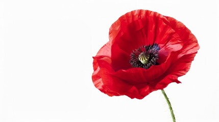 Red poppy flower isolated on white background