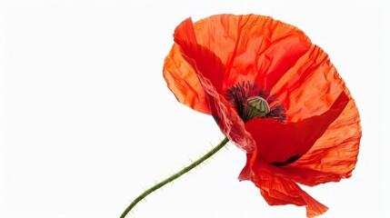 Red poppy flower isolated on white background