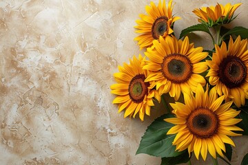 bright yellow sunflowers on beige concrete background top view, beautiful floral template with copy space