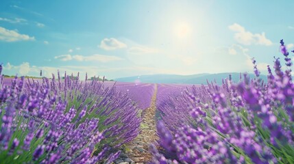 Fototapeta premium Sun-drenched lavender field in Provence France teeming with vibrant purple blooms under the clear blue July sky