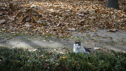 풀밭의 고양이 입니다