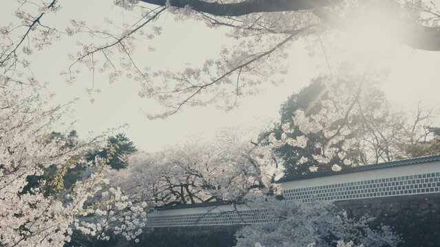 Cherry Blossoms In Full Bloom During Spring In Kanazawa, Japan. low angle, tilt-down shot